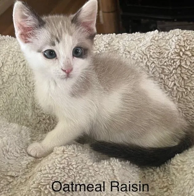 A baby medium-sized male Chocolate Point Siamese cat named Oatmeal Raisin for adoption in Los Angeles, CA