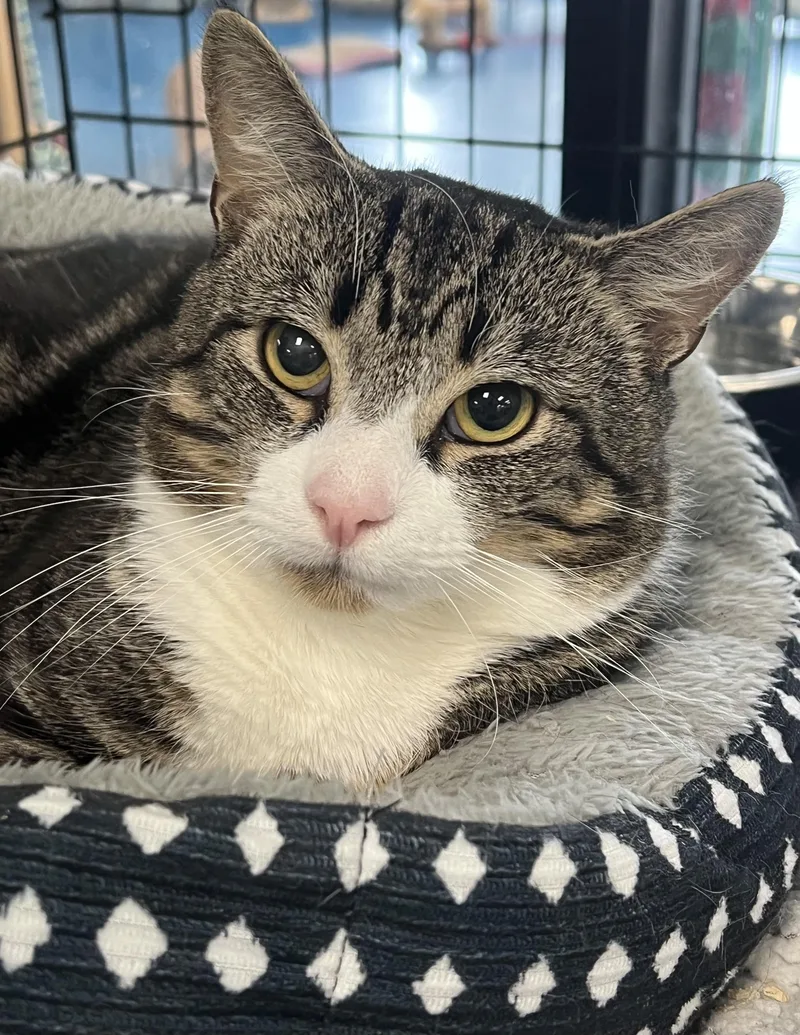 A young medium-sized male Tabby (Brown / Chocolate) Domestic Short Hair cat named Diego for adoption in Johnston, RI