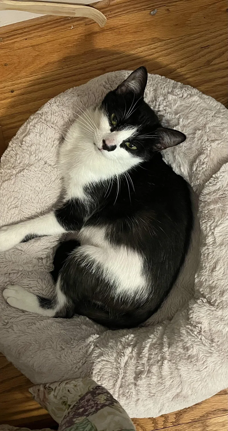A young medium-sized female Black & White / Tuxedo Domestic Short Hair cat named Liberty for adoption in Cheshire, CT