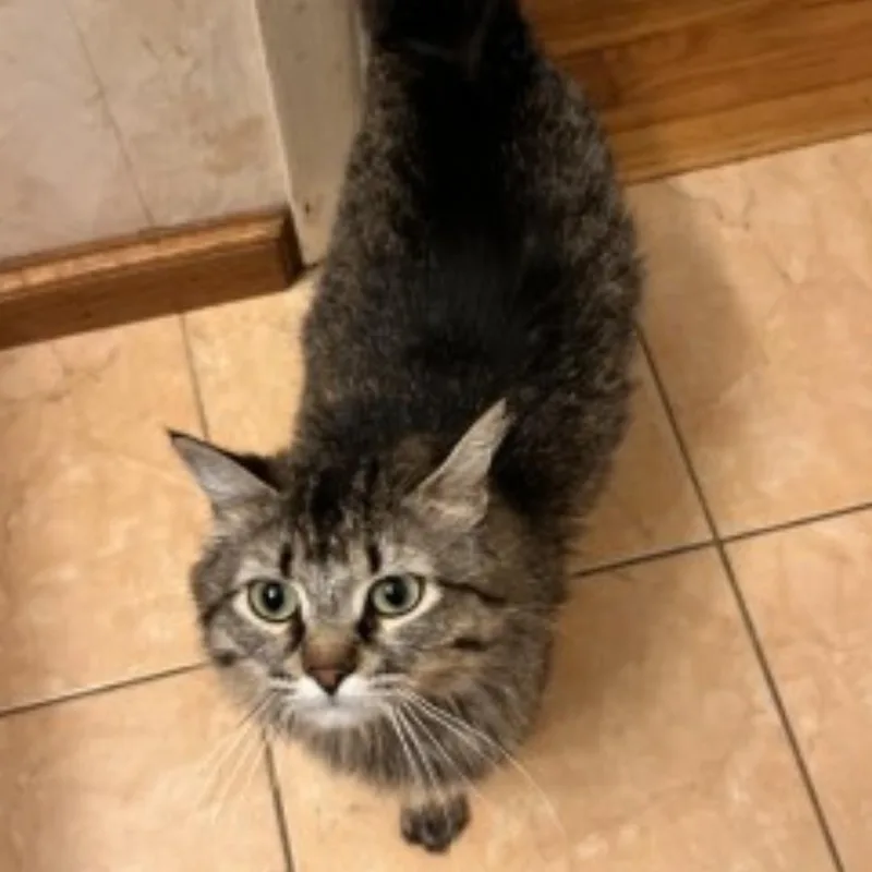 An adult medium-sized female Tabby (Brown / Chocolate) Tabby cat named Icicle for adoption in Albany, NY