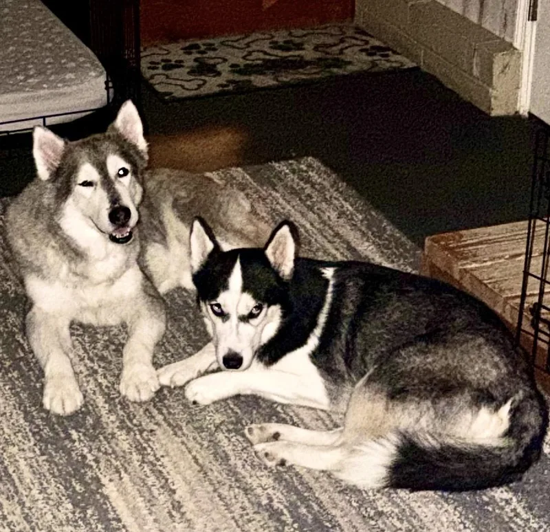 An adult large-sized male Siberian Husky dog named Lazarus for adoption in Washington Court House, OH