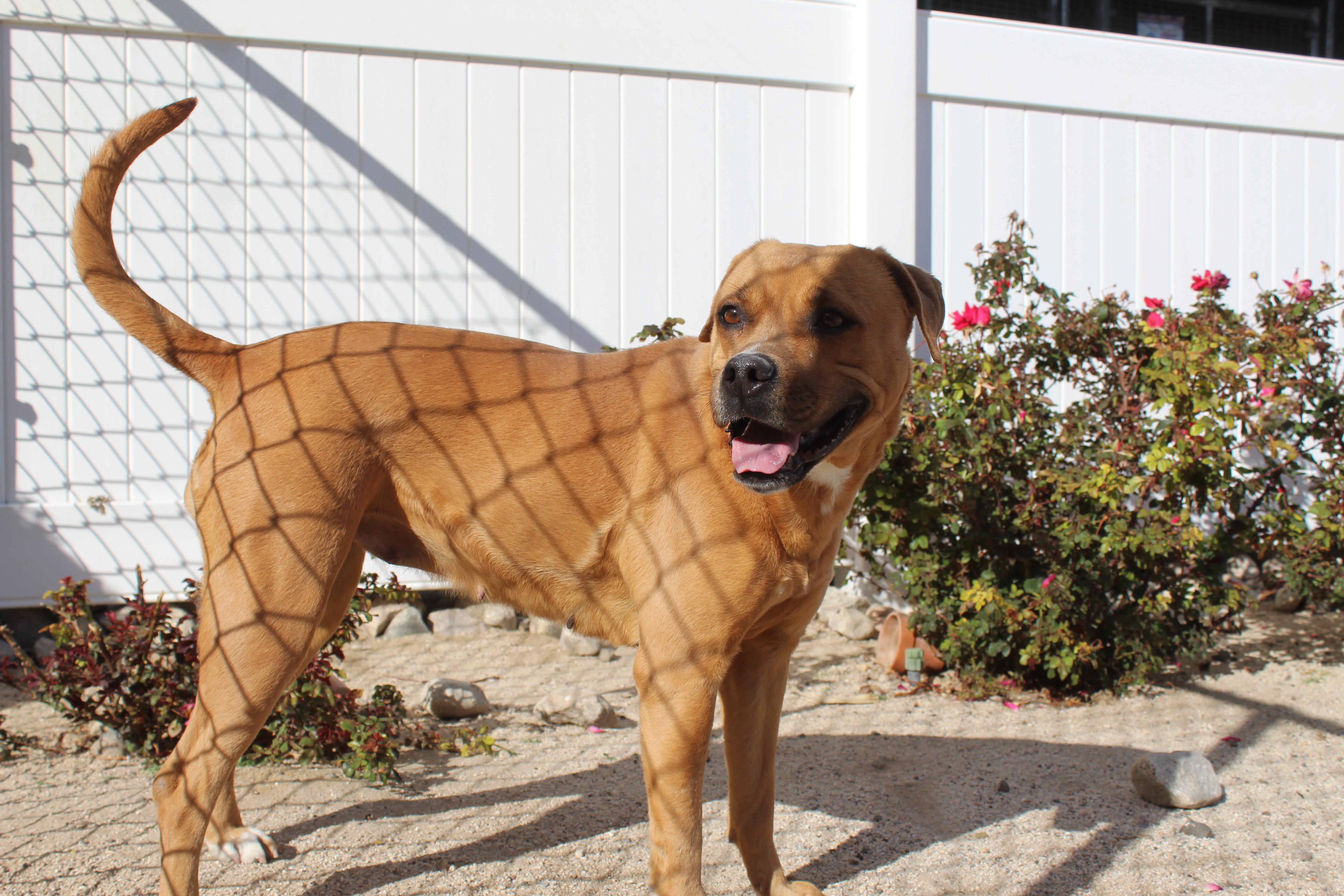 An adult medium-sized female Red / Chestnut / Orange Boxer dog named Cindy [solo Dog] for adoption in Yucca Valley, CA