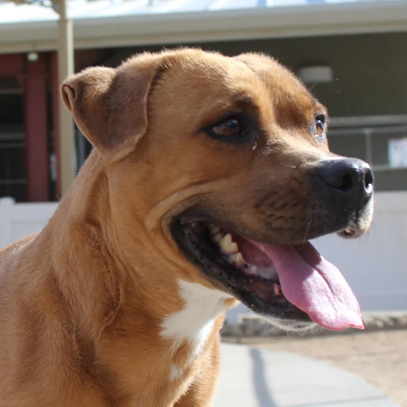 Cindy [solo Dog] thumbnail 2