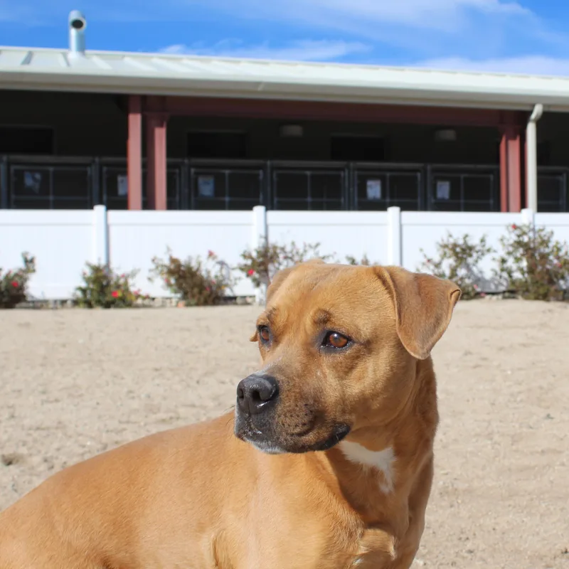 Cindy [solo Dog] thumbnail 3