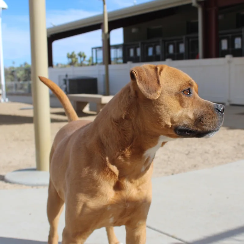 Cindy [solo Dog] thumbnail 4