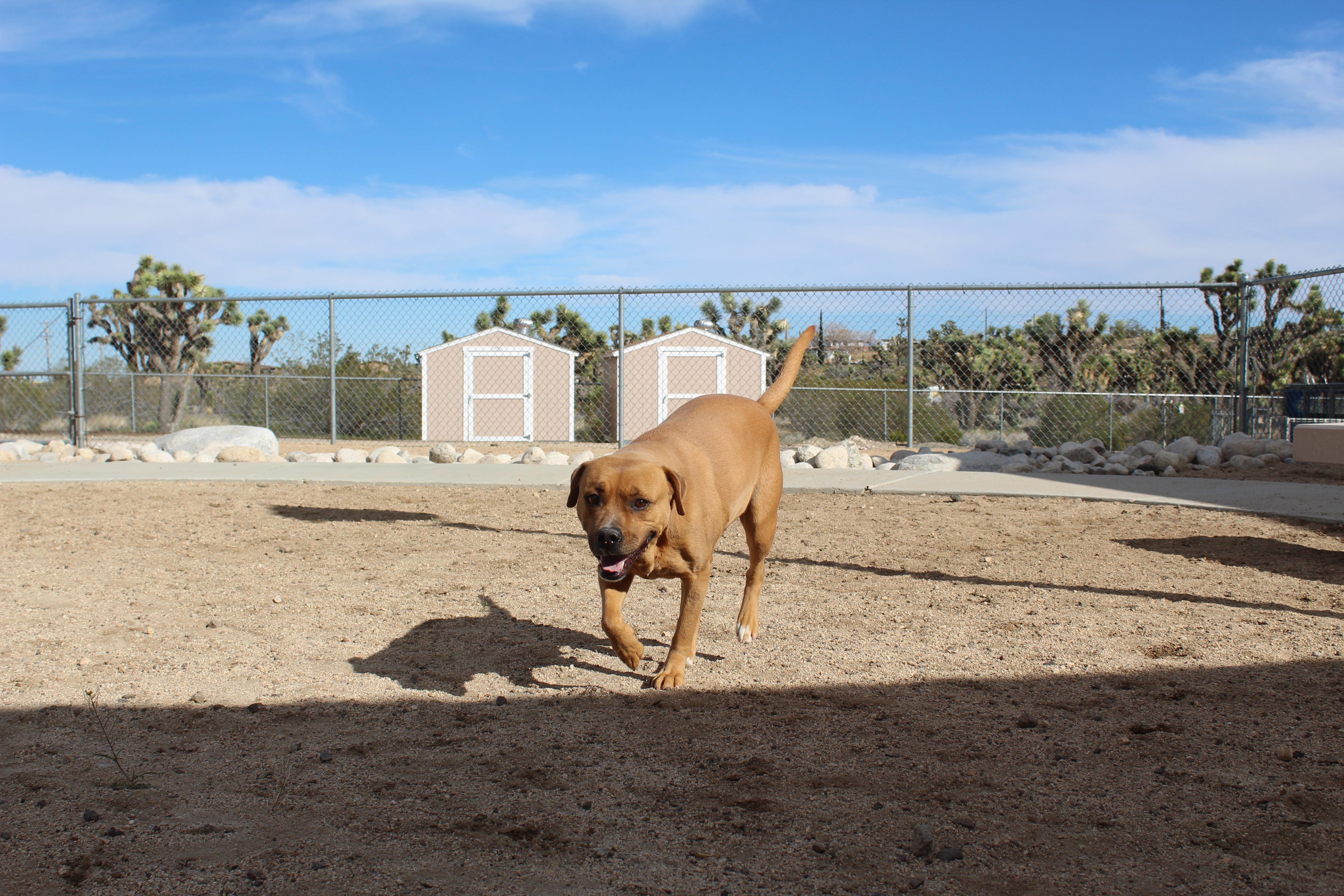 Cindy [solo Dog] thumbnail 5