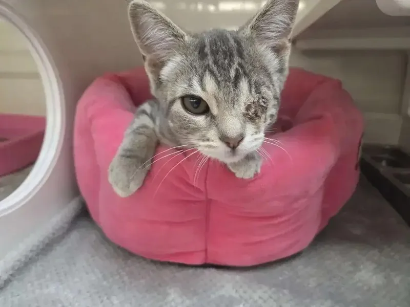 A baby small-sized male Domestic Short Hair cat named Henry for adoption in Grand Rapids, MI