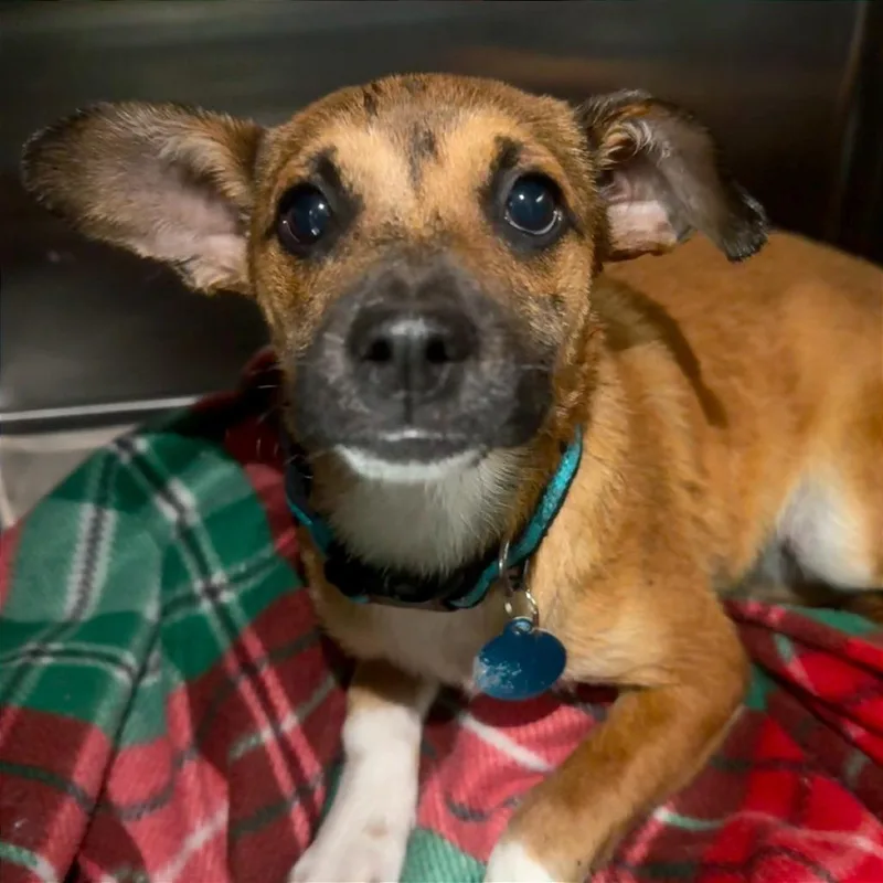A baby small-sized female Brown / Chocolate Black Mouth Cur dog named Biscayne for adoption in Tampa, FL