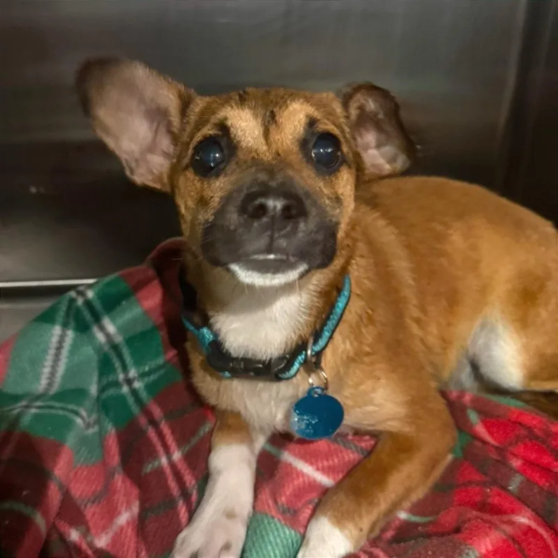 Biscayne thumbnail 2