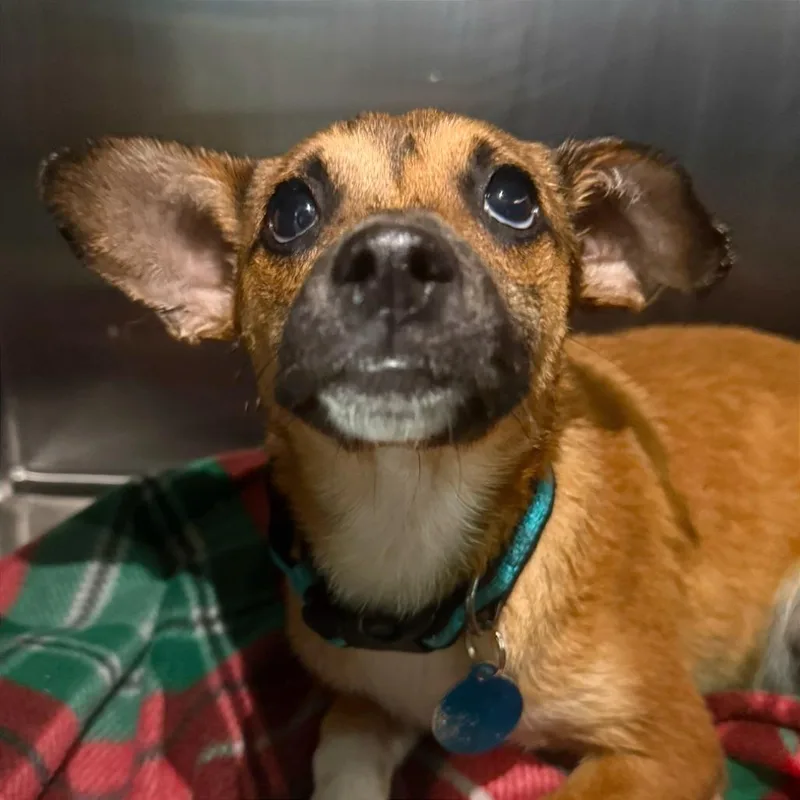 Biscayne thumbnail 3