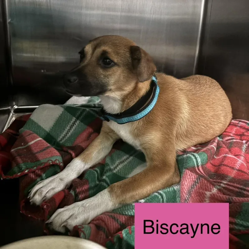 Biscayne thumbnail 4