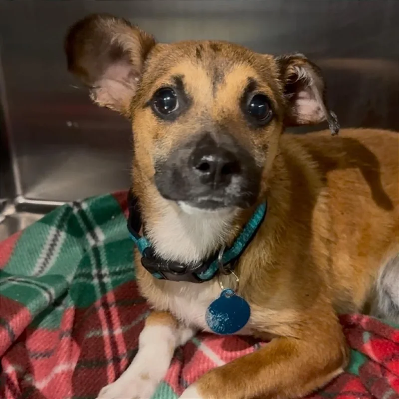 Biscayne thumbnail 6