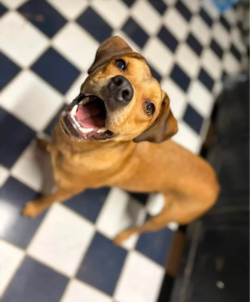 A young medium-sized male Brown / Chocolate Pit Bull Terrier dog named Alfalfa for adoption in Moore, OK