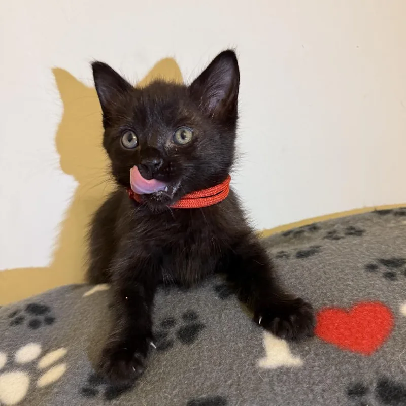 A baby small-sized male Black Domestic Short Hair cat named Ace for adoption in Ashland, VA