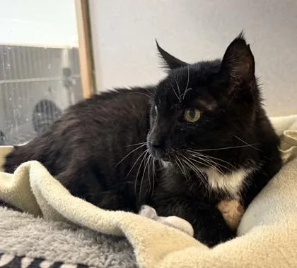 A senior medium-sized male Domestic Short Hair cat named Bear for adoption in Palm Coast, FL
