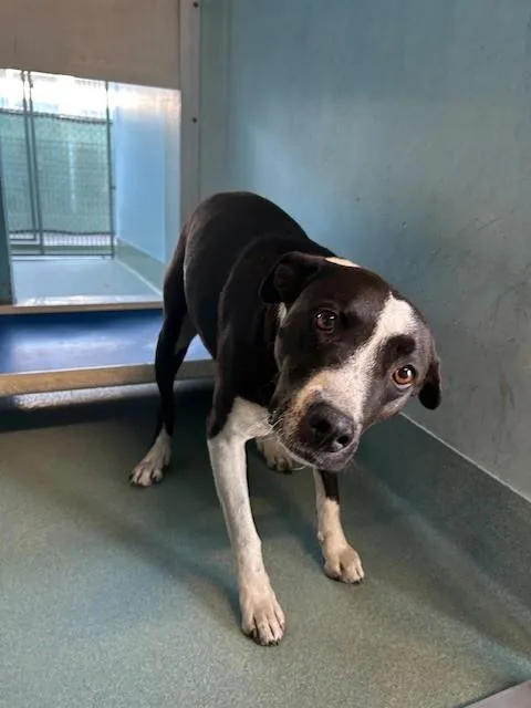 An adult medium-sized male Pit Bull Terrier dog named Abeigor for adoption in Baldwin Park, CA