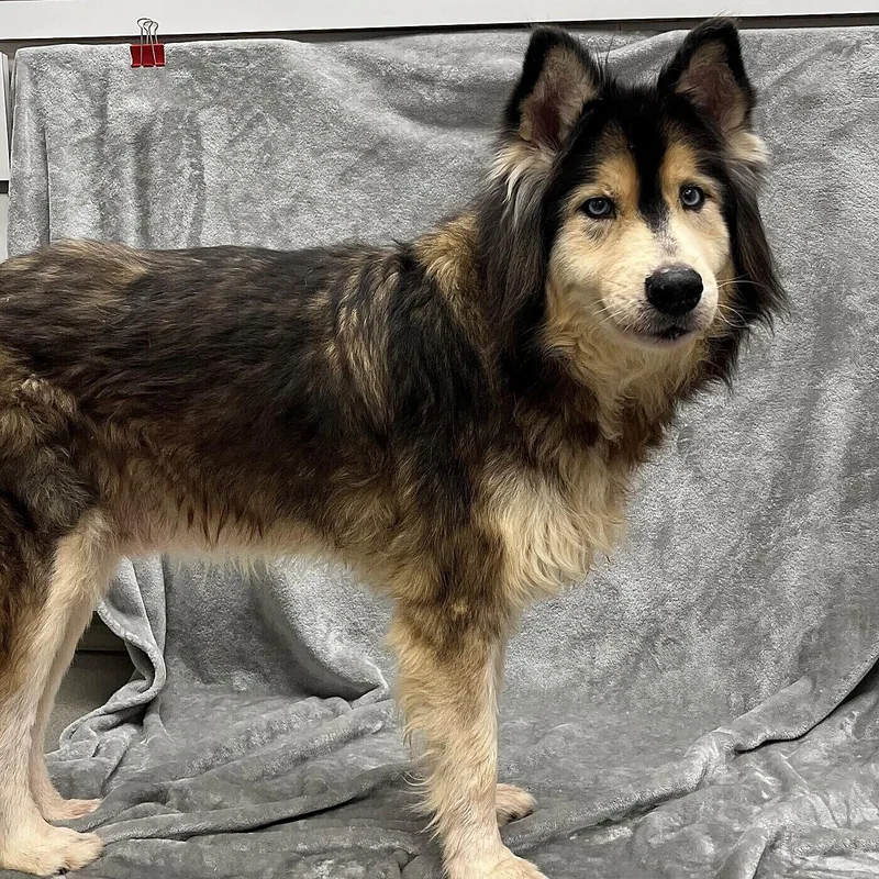 A senior medium-sized male Husky dog named Jackson for adoption in Pleasantville, NJ