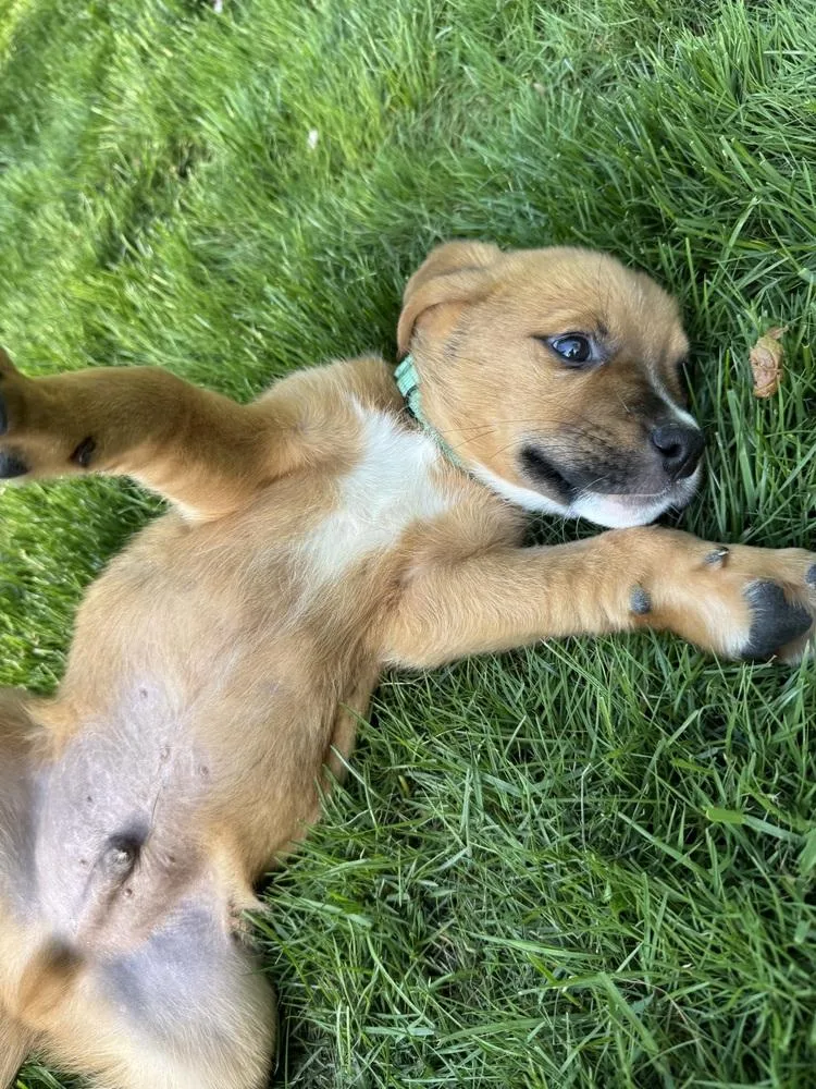 A baby medium-sized male White / Cream Mixed Breed dog named Billy for adoption in Brewster , NY