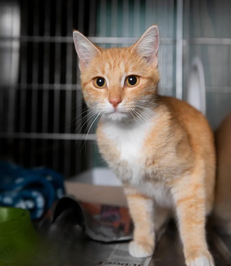 A young small-sized female Tabby cat named Keke for adoption in Pasadena, CA