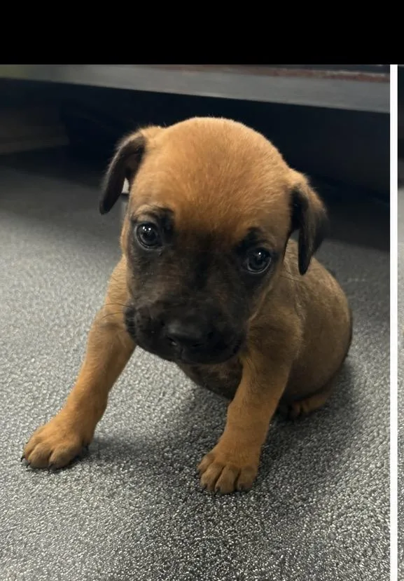 A baby medium-sized male Mixed Breed dog named Alfie for adoption in Conway, SC