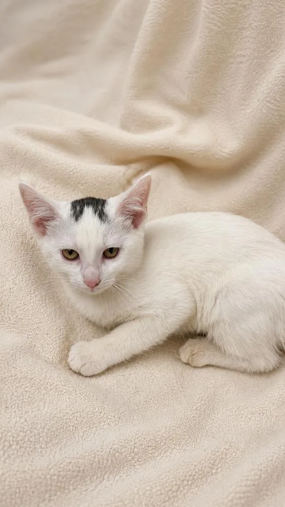 A baby small-sized female Black & White / Tuxedo Domestic Short Hair cat named Spicy Tuna Roll for adoption in Omaha, NE
