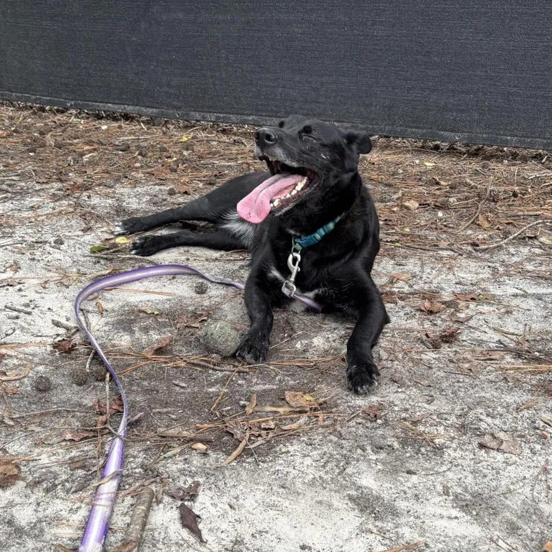 An adult medium-sized female Black Mixed Breed dog named Sheba for adoption in Summerville, SC