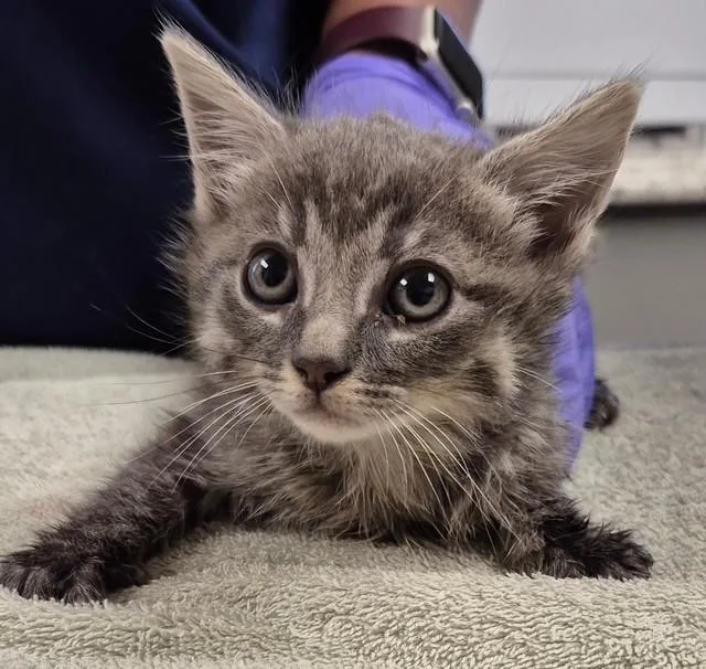 A baby small-sized male Domestic Short Hair cat named Sylus for adoption in Lodi, CA
