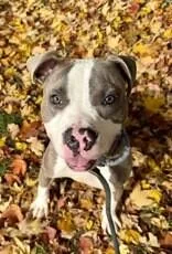 An adult medium-sized male White / Cream Mixed Breed dog named Mark Kerr for adoption in Cincinnati, OH