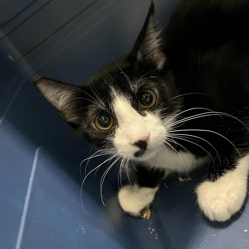 A young large-sized male Black Domestic Short Hair cat named Pepper for adoption in Las Vegas, NV