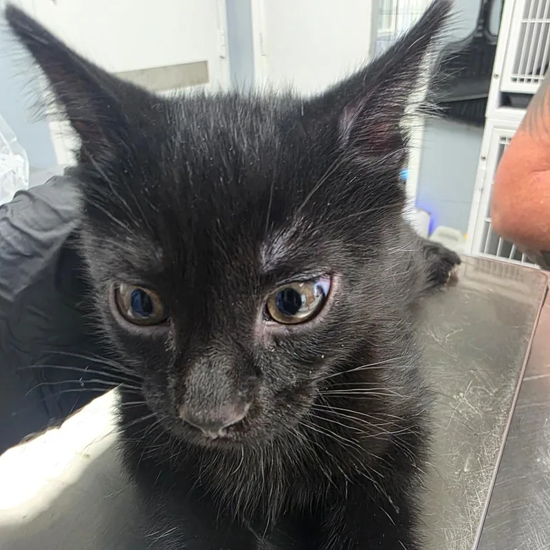 A baby small-sized male Black Domestic Short Hair cat named Taco for adoption in Duncan, OK