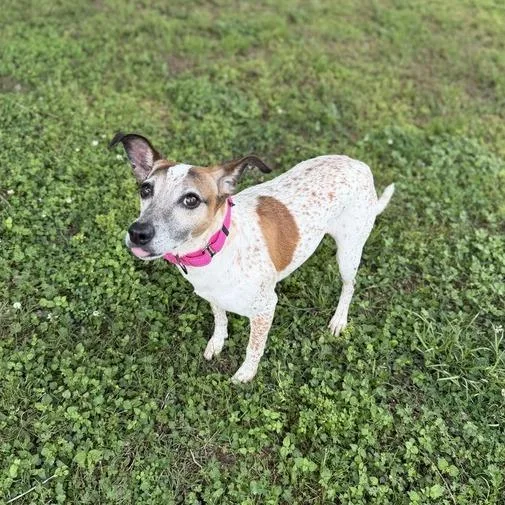 An adult small-sized female White / Cream Jack Russell Terrier dog named Starling for adoption in Carencro, LA