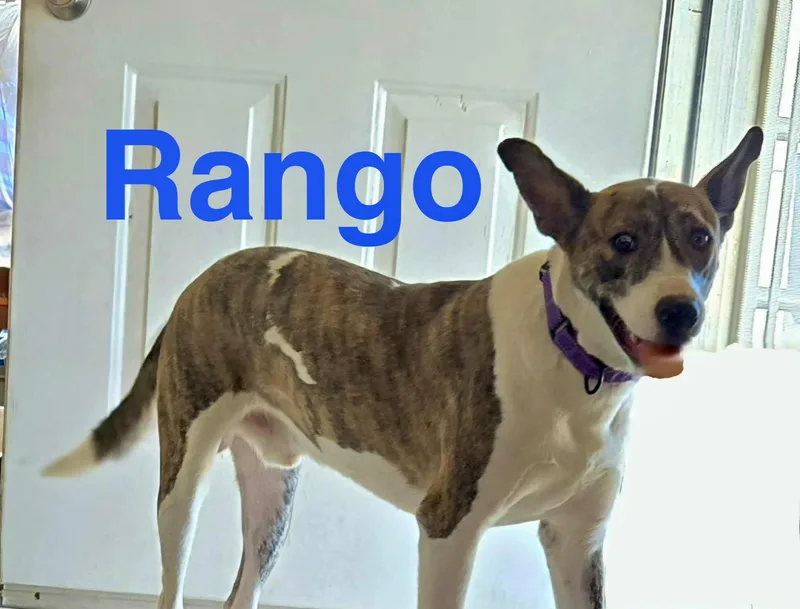 A young medium-sized male Basenji dog named Rango for adoption in Sierra Vista, AZ