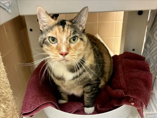 An adult large-sized female Domestic Short Hair cat named Butterball for adoption in Santa Fe, NM