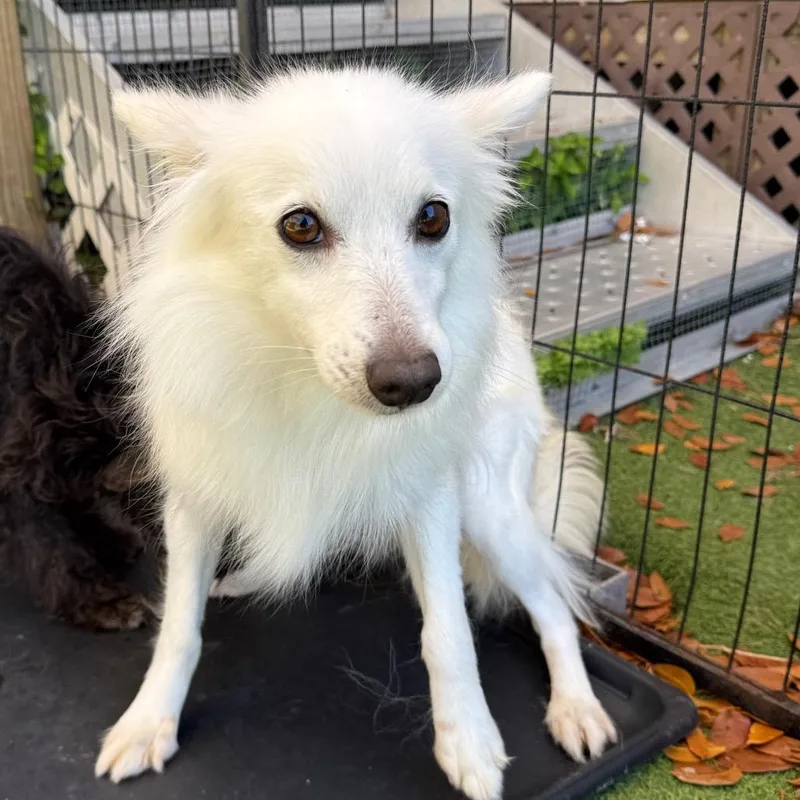 An adult small-sized female White / Cream American Eskimo Dog dog named Chickadee for adoption in LOXAHATCHEE, FL