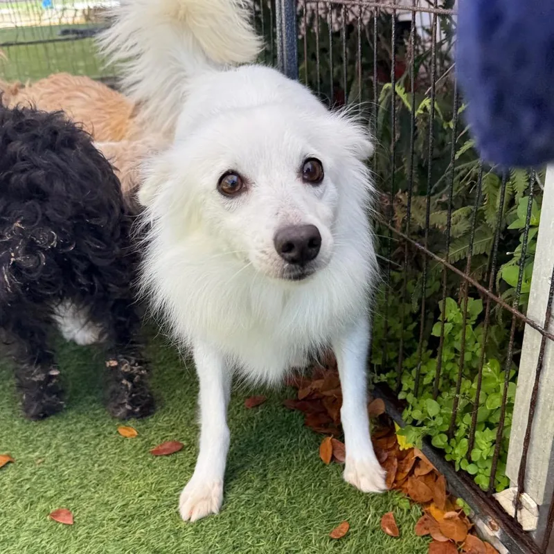 Chickadee thumbnail 2