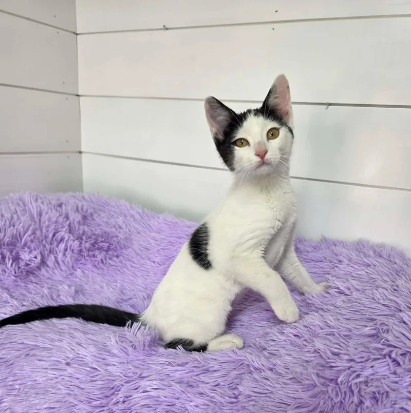 A baby medium-sized female White Domestic Short Hair cat named Fizzy for adoption in Memphis, TN