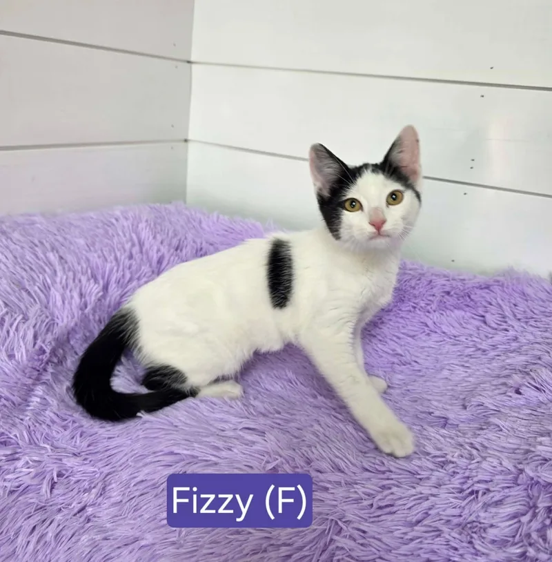 Fizzy thumbnail 2
