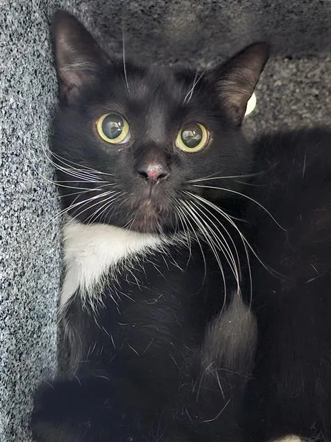 An adult small-sized female Domestic Short Hair cat named Mongee for adoption in Dallas, TX