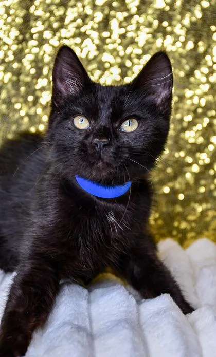 A baby small-sized male Domestic Short Hair cat named Santana for adoption in Yakima, WA