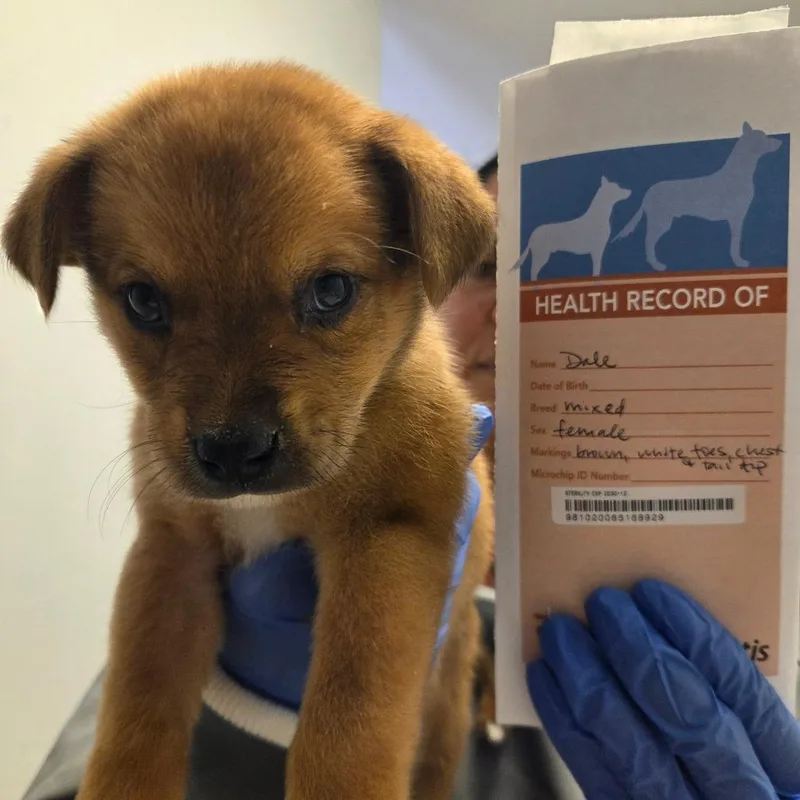 A baby small-sized female Mixed Breed dog named Dale for adoption in Park City, UT