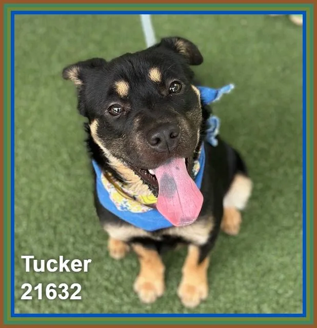 Tucker