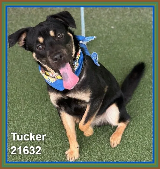 Tucker thumbnail 2