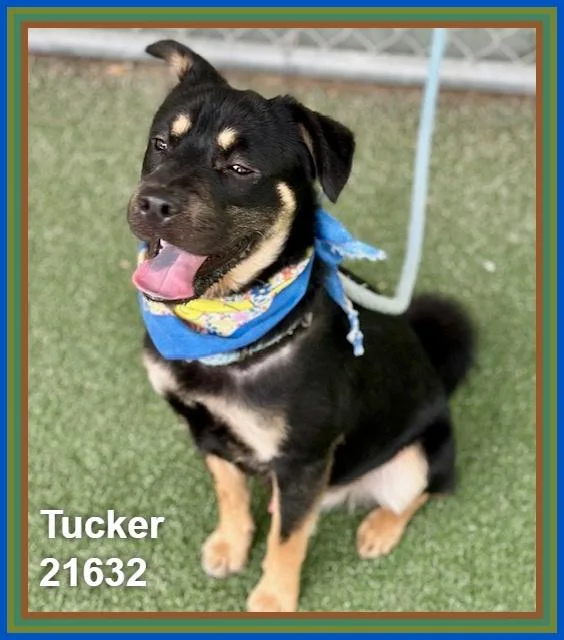 Tucker thumbnail 3