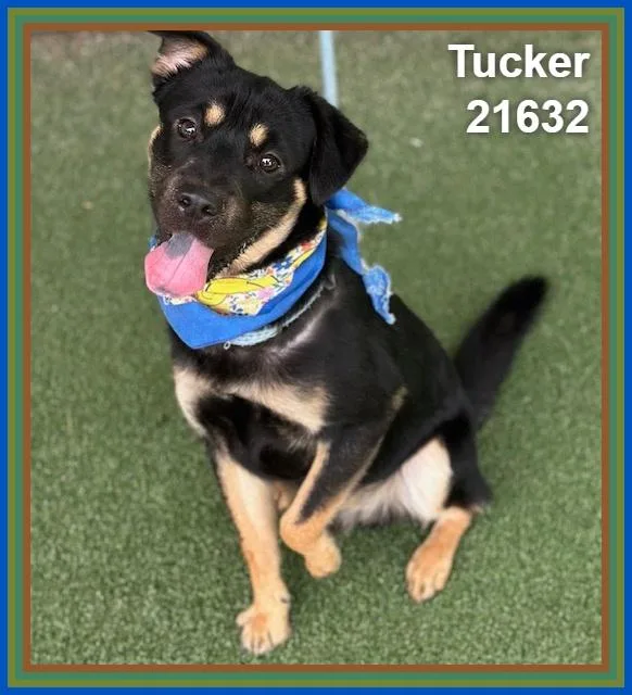 Tucker thumbnail 4