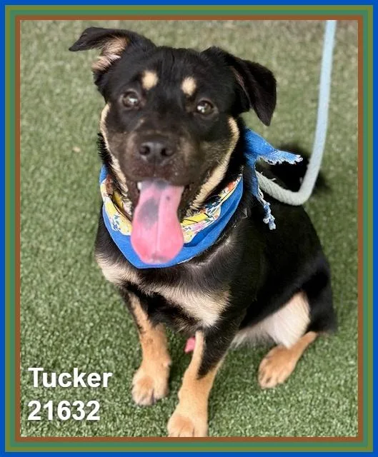 Tucker thumbnail 5