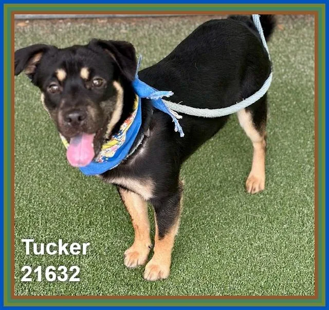 Tucker thumbnail 6