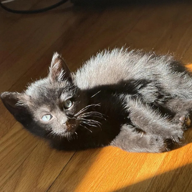A baby small-sized male Black Domestic Short Hair cat named Dj Salad for adoption in Fredericksburg, VA