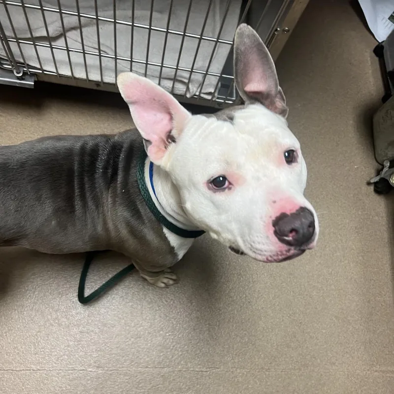 An adult medium-sized male Gray / Blue / Silver Mixed Breed dog named Rocco for adoption in Chattanooga, TN