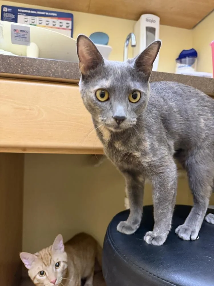 An adult small-sized female Domestic Short Hair cat named Blue for adoption in Carrollton, VA