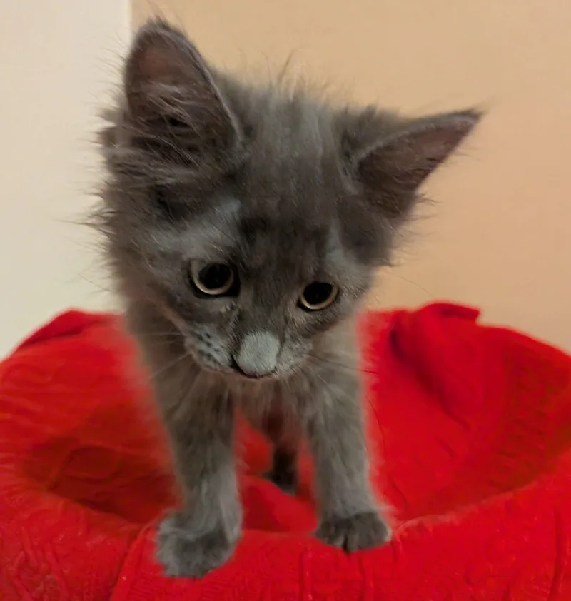 A baby medium-sized female Gray / Blue / Silver Domestic Medium Hair cat named Hazelnut for adoption in Queen Creek, AZ